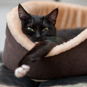 Cat litter | Beds | Accessories
